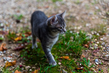 curious Kitten