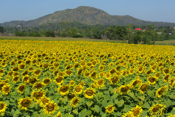 Fototapeta premium Beautiful sunflowers in Thailand.