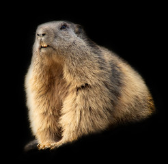 marmot isolated on black background