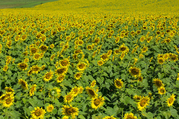 Fototapeta premium Beautiful sunflowers in Thailand.