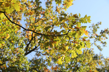 autumn leaves on blue sky