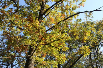 yellow oak tree in autumn