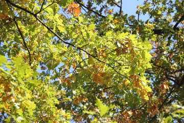 autumn leaves on oak tree