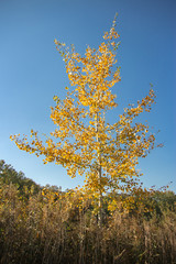 tree in autumn