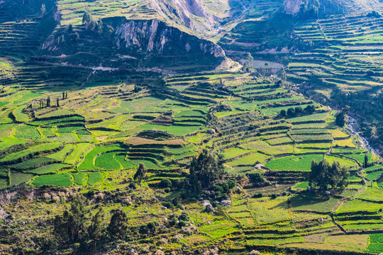 Landwirtschaftlicher Terassenanbau im Colca Tal hoch in den Anden in Peru 