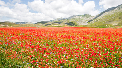 Castelluccio