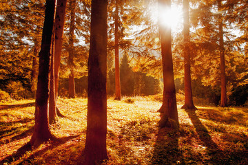 Awesome image of colorful indian summer forest. Sun beams through trees. Dramatic colorful scenery.