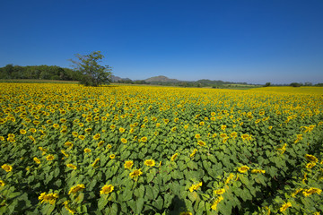 Beautiful sunflowers in Thailand.