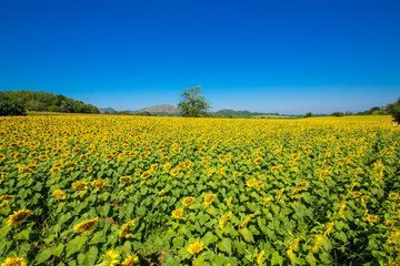 Beautiful sunflowers in Thailand.