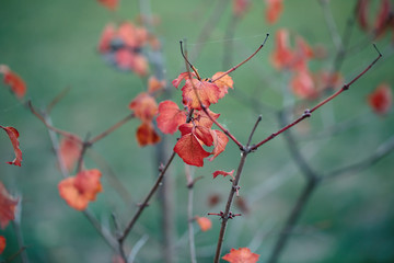 fall branches of tree with red, orange, yellow leaves, cobweb, autumn landscape