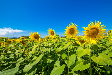 Beautiful sunflowers in Thailand.