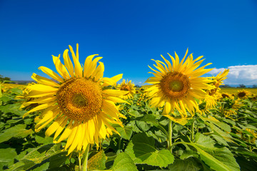 Obraz premium Beautiful sunflowers in Thailand.