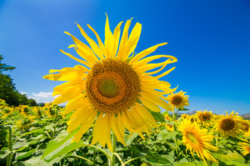 Beautiful sunflowers in Thailand.