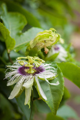 passiflora edulis flower or passion flowe