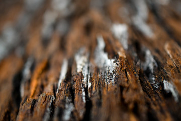 Tree bark background