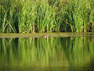 lake in forest