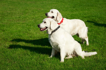 Dog breed Golden retriever