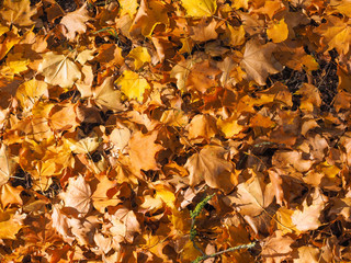 autumn leaves background