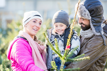 Obraz premium Family buying Christmas tree on market taking it home