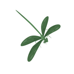 Bright green dragonfly. Small fast-flying insect with long body and two pairs of wings. Fragile creature. Flat vector icon