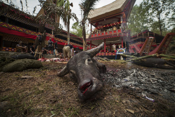 Tana Toraja Buffalo Sacrifice Funeral Ritual