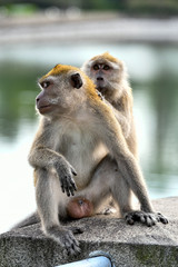 Funny looking long-tailed Macaque