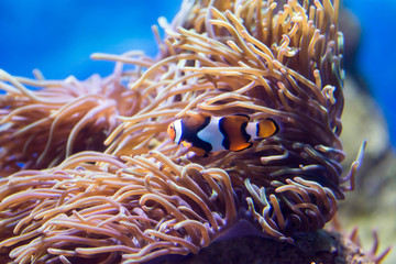 Naklejka na ściany i meble Blurry photo of a clownfish or anemonefish and corals for background image