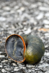 Freshwater snails in nature