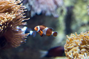 Blurry photo of a clownfish or anemonefish and corals for background image