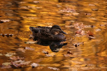 A female wild duck mallard swims in an autumn pond of golden color with fallen leaves of oak and maple