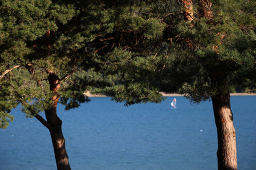 blick zwischen den Bäumen auf den see  lac de serre poncon in frankreich