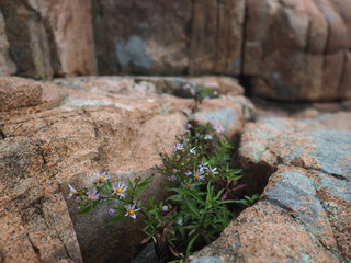 Von Felsen umgebene Blume in Neuengland