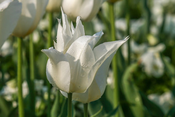 Feld mit weißen Tulpen im Sonnenschein  