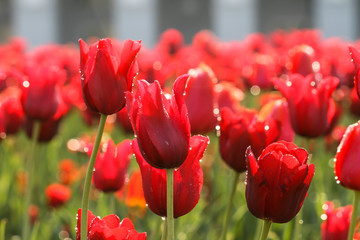 Feld mit roten Tulpen im Gegenlicht und mit Morgentau