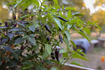 vegetable garden