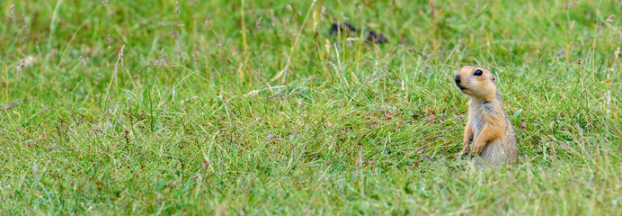Gopher (Spermophilus) sits about its burrows.