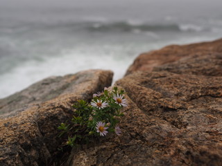 Blume zwischen zwei Felsen an der Küste mit Wellen im Hintergrund
