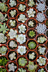Rolls of cactus in high angle shot