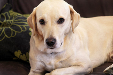Dog is resting at home. Yellow labrador retriever dog laying in the bed. A beautiful dog enjoys on bed, in the living room. Lovely dog, cute doggy, pretty, pet, domestic animal, living room with pets.