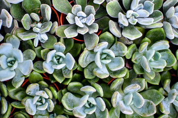 Rolls of cactus in high angle shot