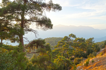 Obraz premium trees in sunset light