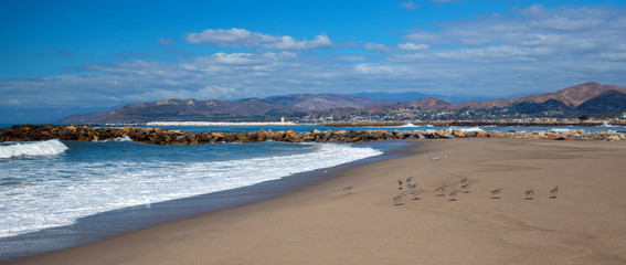Whimbrel shore birds on Surfers Knoll beach in Ventura southern California United States