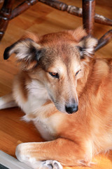 Portrait of collie dog. Rough collie dog lying on wooden floor enjoys and resting. Lovely cute dog, pretty, pet concept, domestic animal. Pet at home, house. Rough collie, Shetland Sheepdog pedigree.