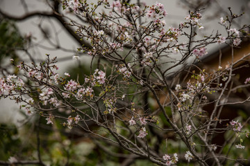 blooming cherry tree 