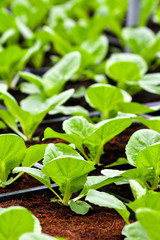 Organic vertical farming
