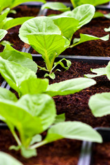 Organic vertical farming