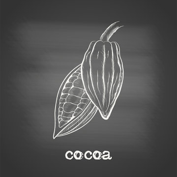 Whole fruit chocolate tree and in a cut with cocoa beans - Theobroma cacao - chalk drawing on the blackboard. Hand drawn sketch in vintage engraving style. Botanical vector illustration.