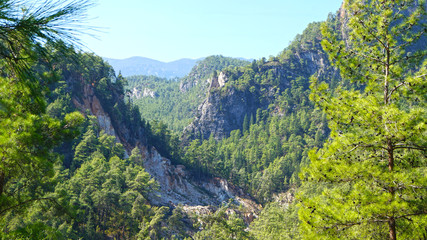 Fototapeta na wymiar forest mountain landscape