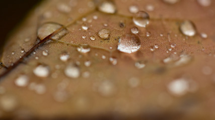 drops on leaf
