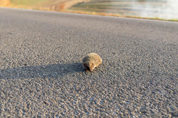 Really scared hedgehog on the asphalt road , trying to escape from the burning, smoking  dried vegetation, conceptual human negligence image.